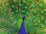 Ravensburger: Peacock Puzzle (500pc Jigsaw)
