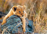 Ravensburger: Little Lion (200pc Jigsaw)