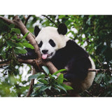 Ravensburger: Panda Bear (500pc Jigsaw)