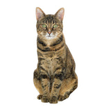 Galison: Queen of The Stacks - 2-Puzzle Set (650+pc Jigsaw)