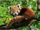 Ravensburger: Red Panda Photo Puzzle (500pc Jigsaw)