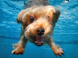 Prime 3D: Underwater Dogs (100pc Jigsaw)