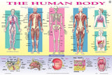 Learning Placemats - Human Body