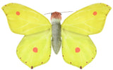 Wild Republic: Rainforest Common Brimstone Butterfly - 7" Finger Puppet (18cm)