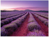 Elevate: Lavender Fields - 500pc Scented Puzzle